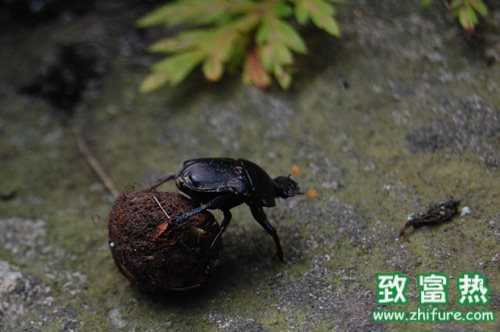 蜣螂的功效與作用,蜣螂是分解者嗎