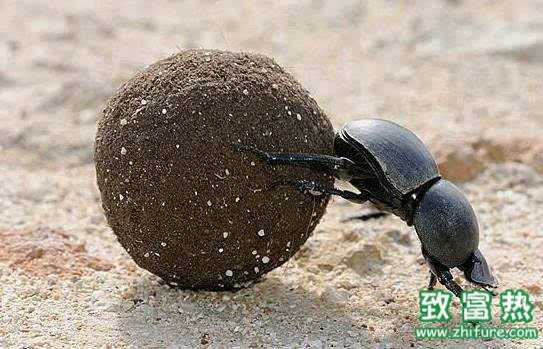 蜣螂的功效與作用,蜣螂是分解者嗎