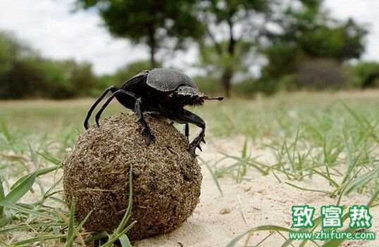 蜣螂的功效與作用,蜣螂是分解者嗎