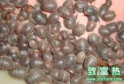 土元的功效與作用，土元怎么分公母