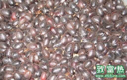 土元的功效與作用，土元怎么分公母