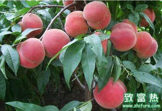 2017種桃樹賺錢嗎？2017種桃樹前景及市場價格行情分析