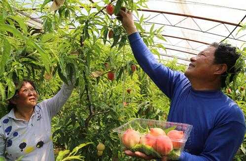 2017種植桃樹賺錢嗎