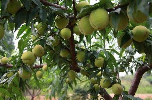 桃樹的栽培技術