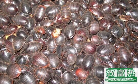 土元的功效與作用，土元怎么分公母