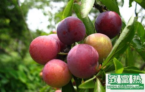 2017種李子賺錢嗎？2017種李子前景及市場價格行情分析