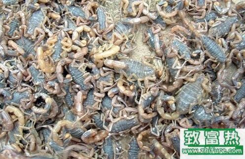 蝎子有什么功效，蝎子怎么養殖