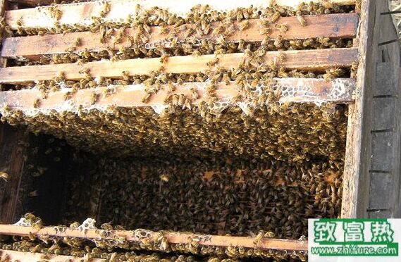 蜂是益蟲還是害蟲，養蜂的利潤