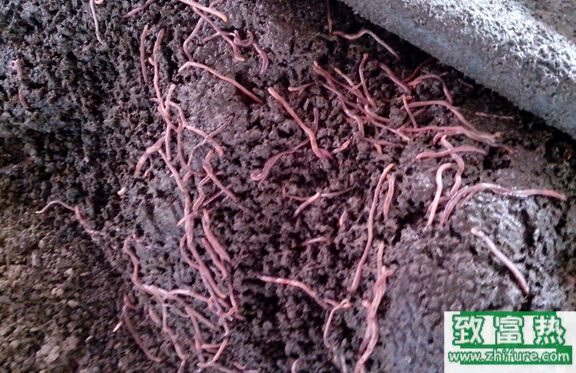 蚯蚓是昆蟲嗎，蚯蚓有什么作用