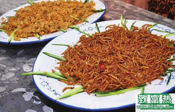 黃粉蟲營養(yǎng)價(jià)值，黃粉蟲怎么吃