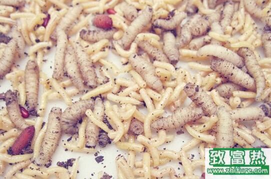 蠅蛆的營養價值，蠅蛆怎么養殖