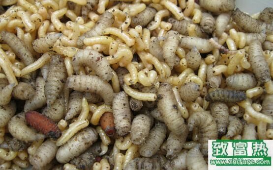 蠅蛆的營養(yǎng)價(jià)值,蠅蛆怎么養(yǎng)殖
