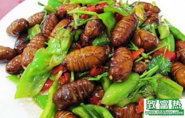 蠶是昆蟲嗎，蠶的營養價值