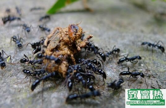 螞蟻的功效與作用，螞蟻吃了的好處