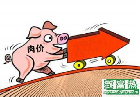 豬價暴漲的四大坑，要謹(jǐn)慎。