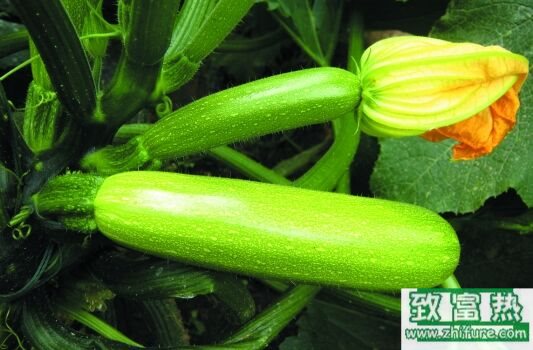 西葫蘆可以生吃涼拌嗎？做法是什么？