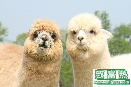 羊駝是怎么來的，羊駝的經濟價值