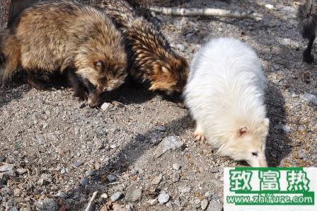 貉子能吃嗎，貉子的養殖方法