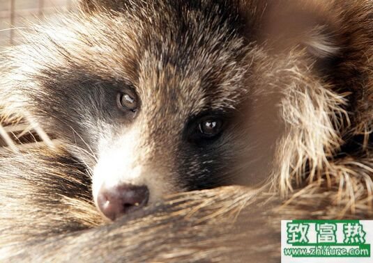 貉子能吃嗎，貉子的養殖方法