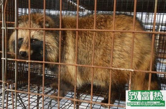 貉子能吃嗎,貉子的養殖方法