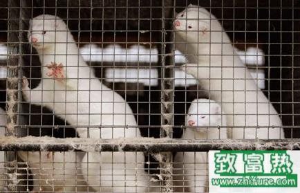 水貂的經(jīng)濟(jì)價(jià)值,水貂肉能吃嗎