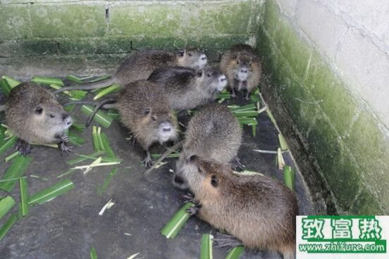 海貍鼠好吃嗎,海貍鼠的經濟價值