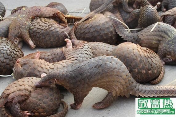 穿山甲的功效與作用，穿山甲怎么吃