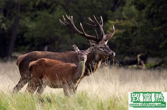 鹿可以吃嗎，鹿血的功效與作用