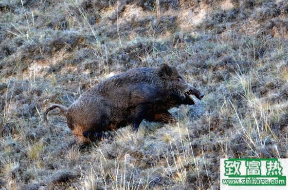 野豬是國家保護動物嗎，野豬怎么捕捉