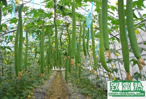 絲瓜吃起來很苦有毒嗎，還能不能吃？