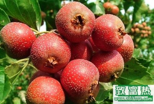 2017種山楂賺錢嗎？2017種山楂前景及市場(chǎng)價(jià)格行情分析