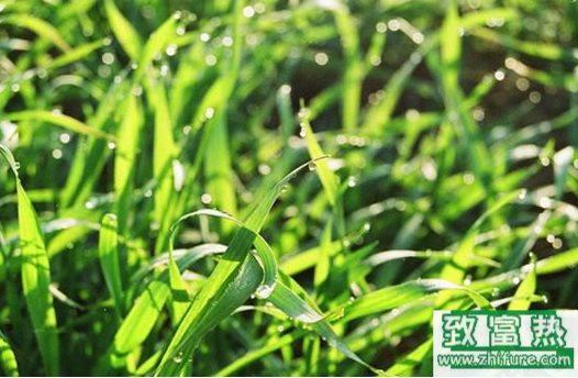 夏秋野生飼料的利用