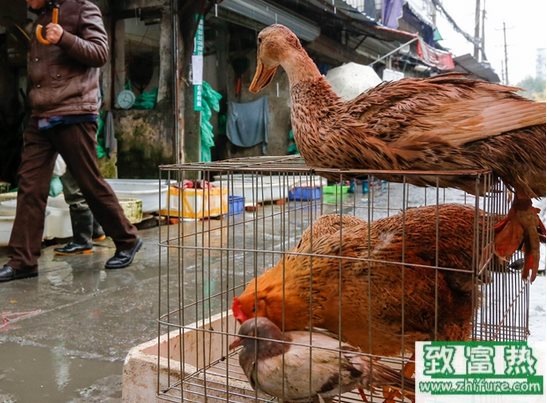 冬季禽場的疫病防控