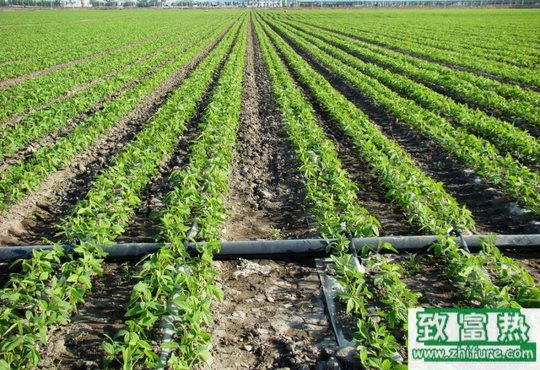 冬季灌溉系統的維護和保養