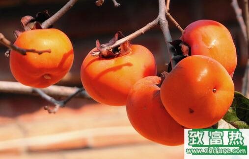 2017種柿子賺錢嗎？2017種柿子前景及市場價格行情分析