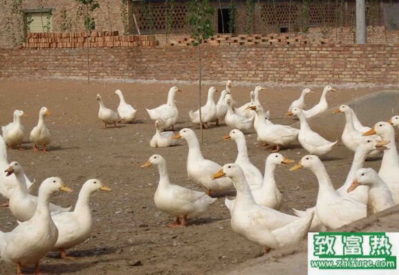 養1000只鴨一年能賺多少錢？養鴨的成本和利潤 