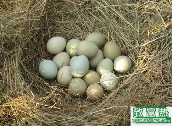 如何選擇種蛋