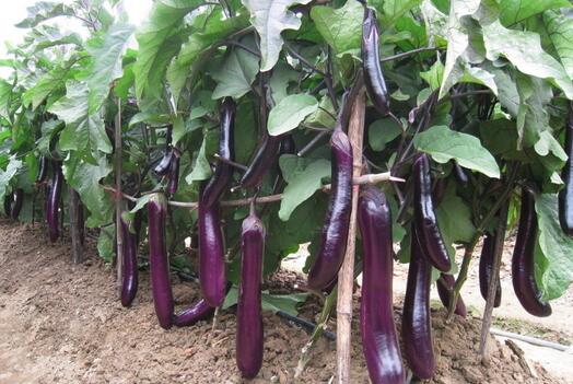 2017種茄子賺錢嗎?