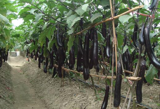 茄子的營(yíng)養(yǎng)價(jià)值與功效作用