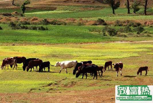 養1000只牛需要多少成本？養牛的成本和利潤 