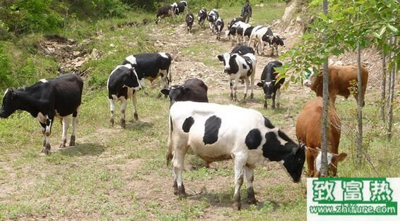 養1000只牛需要多少成本？養牛的成本和利潤 