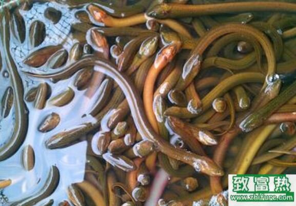 養1000條黃鱔需要多少成本？養黃鱔的成本和利潤 