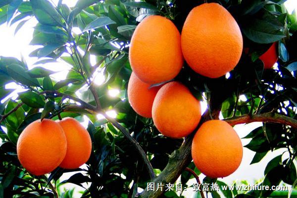 臍橙沙皮病的防治方法