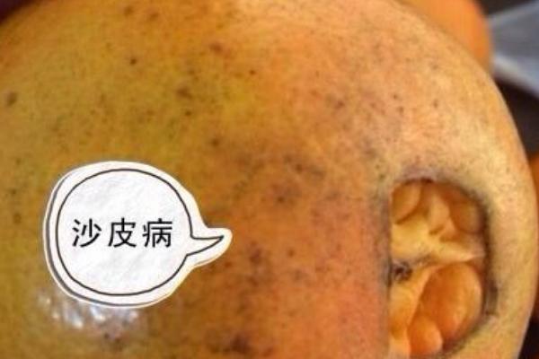 臍橙沙皮病的防治方法