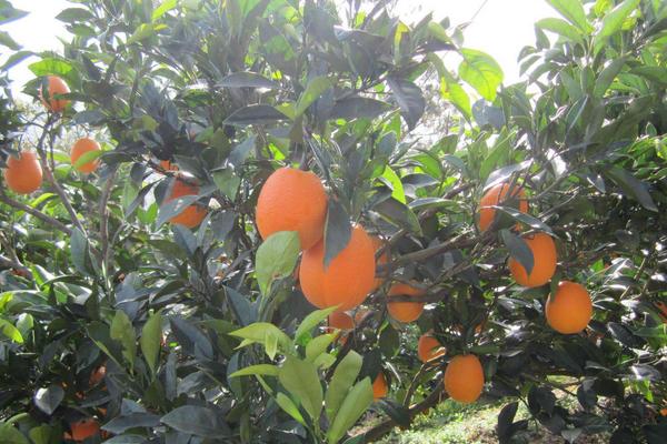 臍橙沙皮病的防治方法