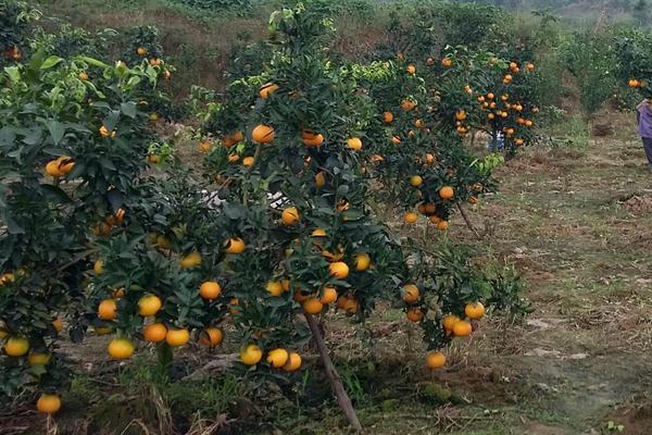 臍橙沙皮病的防治方法