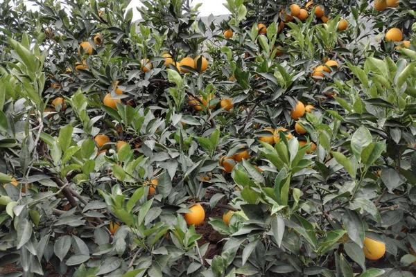 臍橙沙皮病的防治方法