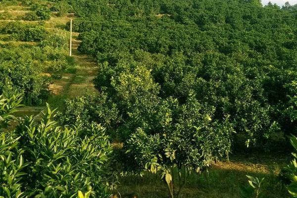 臍橙沙皮病的防治方法