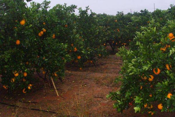 臍橙沙皮病的防治方法