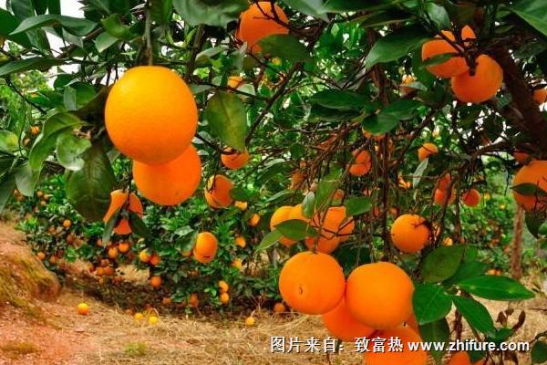 臍橙保花保果技術